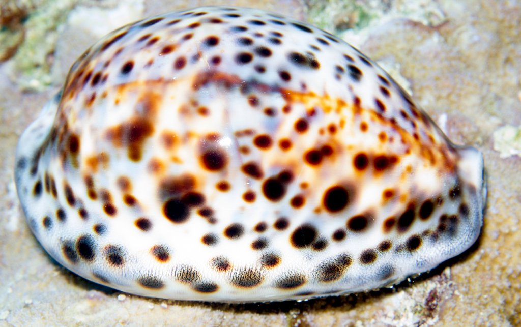 Tiger Cowrie