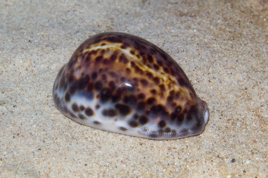 Tiger Cowrie