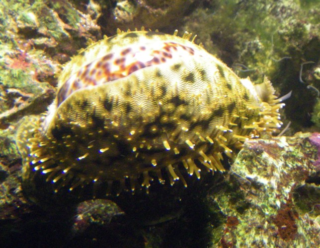 Tiger cowry, Tiger cowrie (Cypraea tigris)