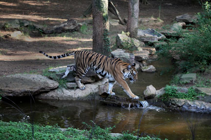 tiger crossing stream