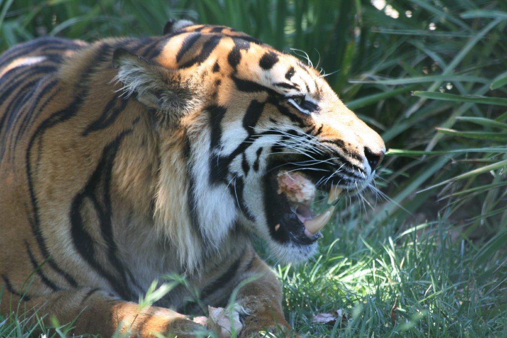 Tiger crunching on a bone