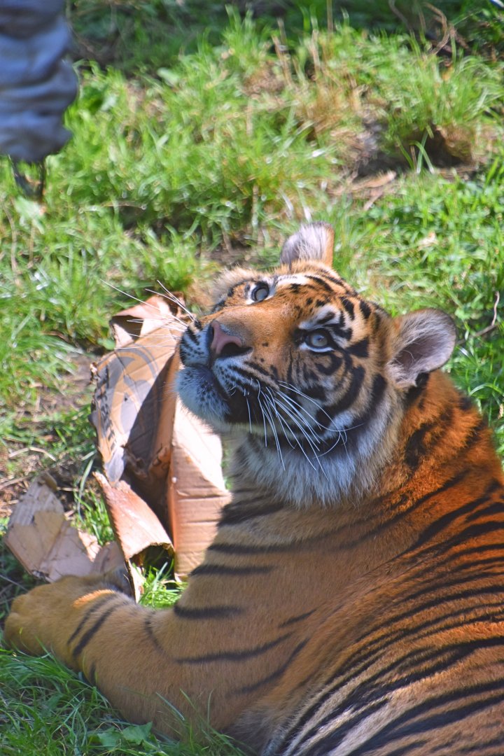 Tiger cub (29/10/23)