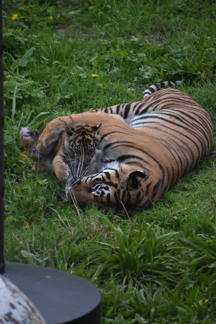 Tiger cub and Gaysha