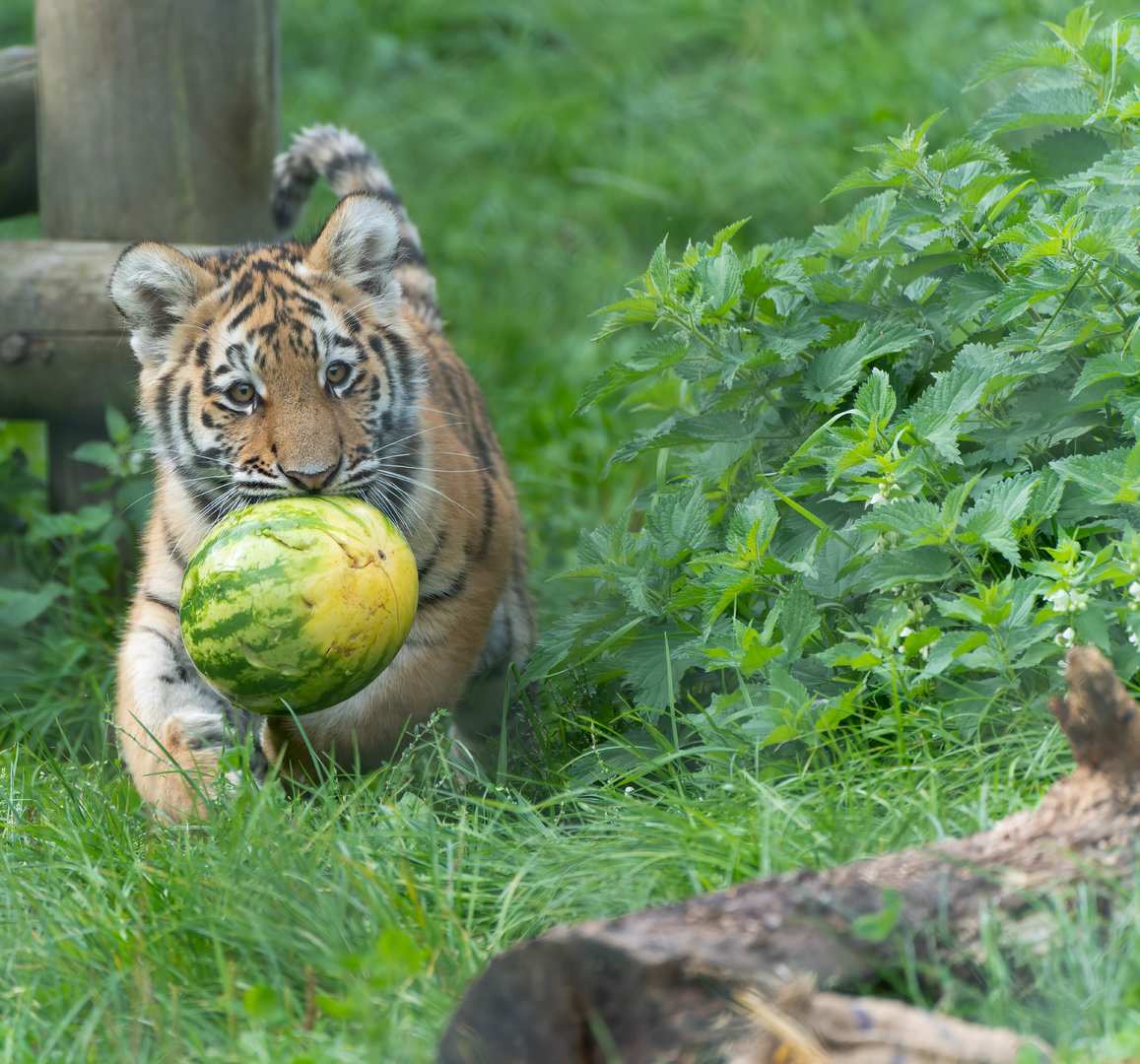 Tiger cub, Banham, UK