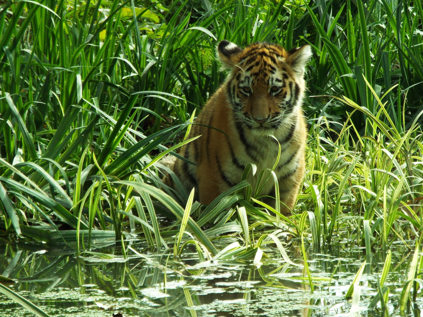 Tiger Cub, Banham Zoo