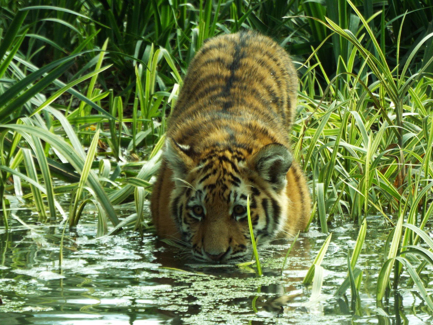 Tiger Cub, Banham Zoo