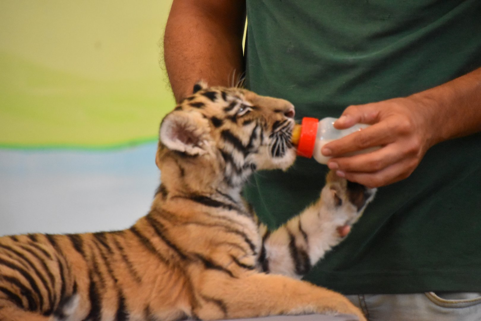 Tiger cub feeding
