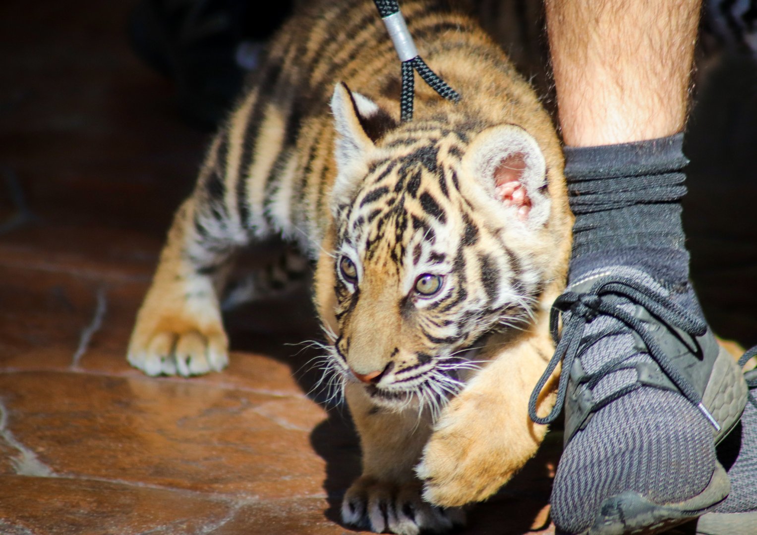 Tiger Cub (Panthera tigris)