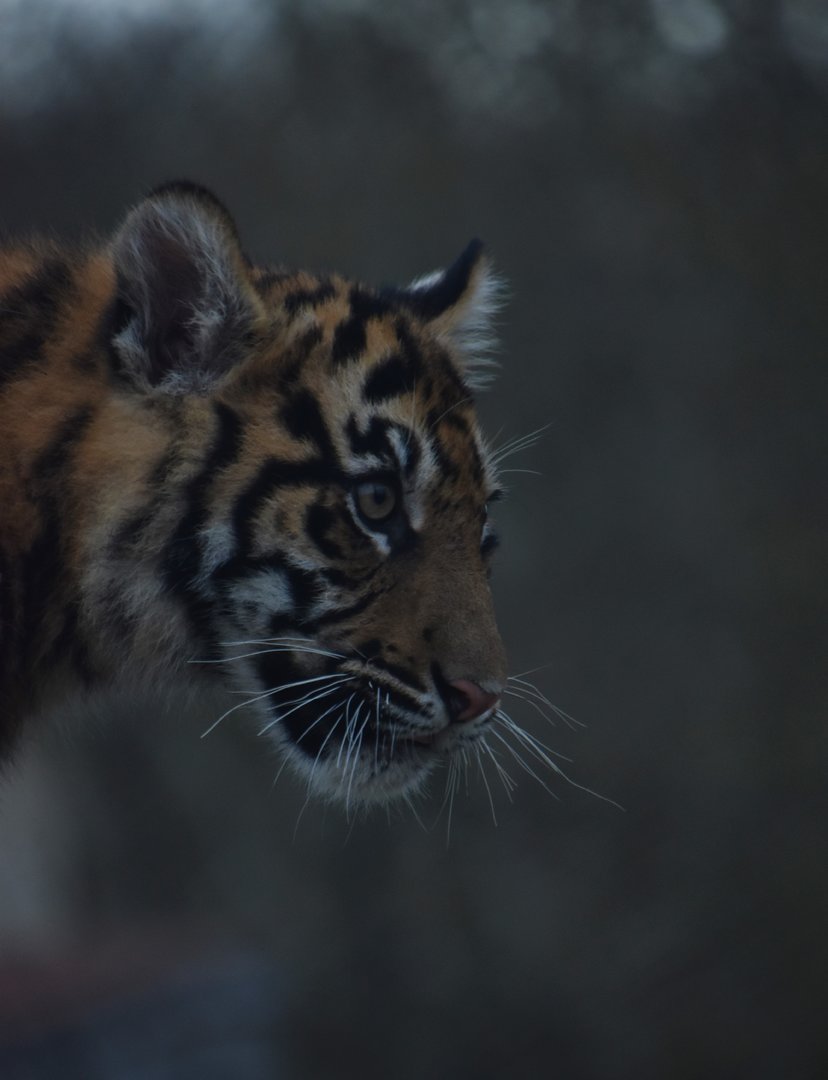 Tiger cub portrait