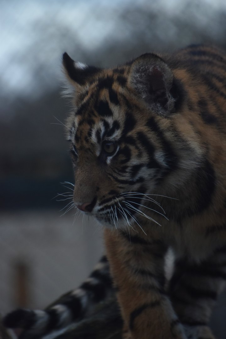 Tiger cub portrait
