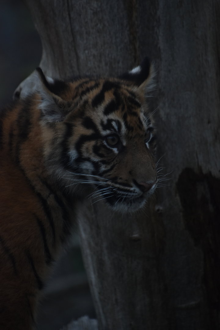 Tiger cub portrait