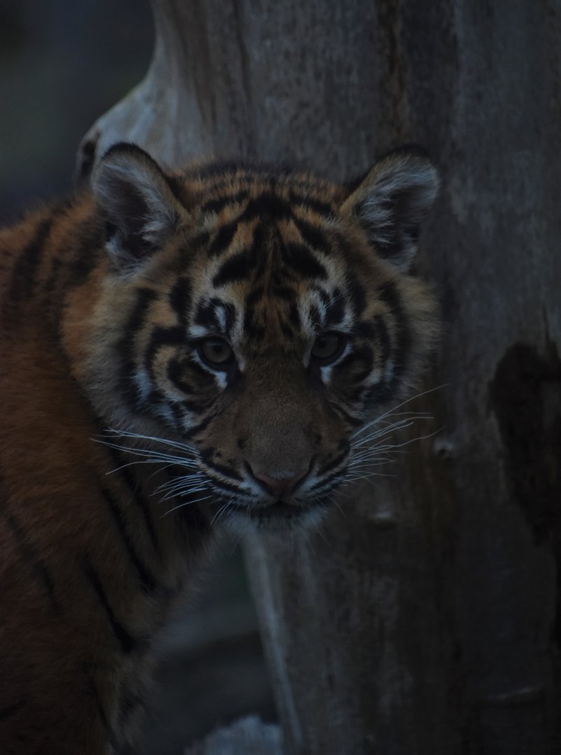 Tiger cub portrait