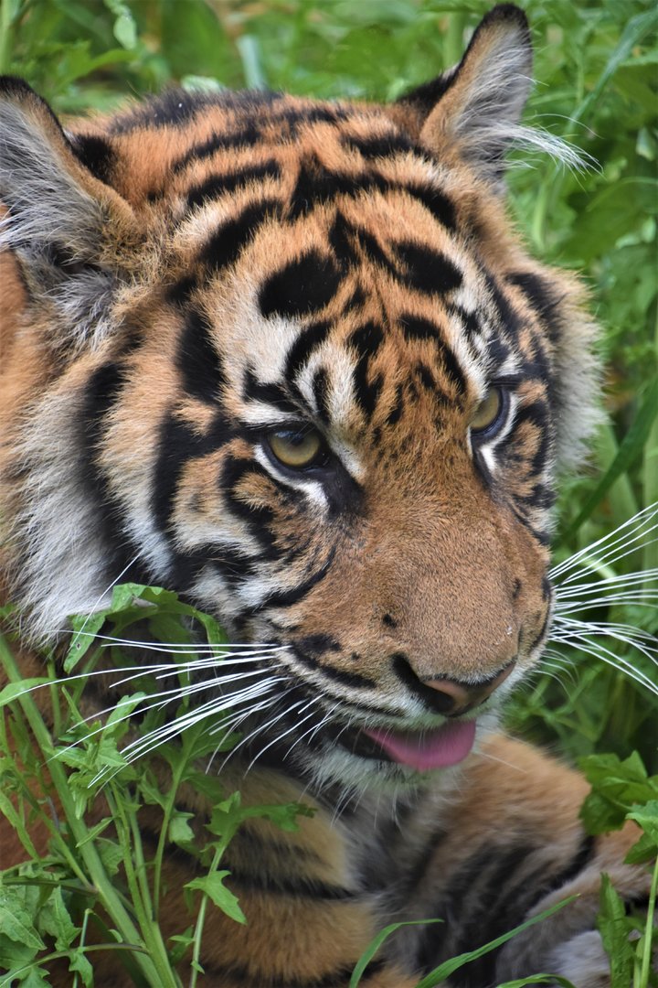 Tiger cub portrait