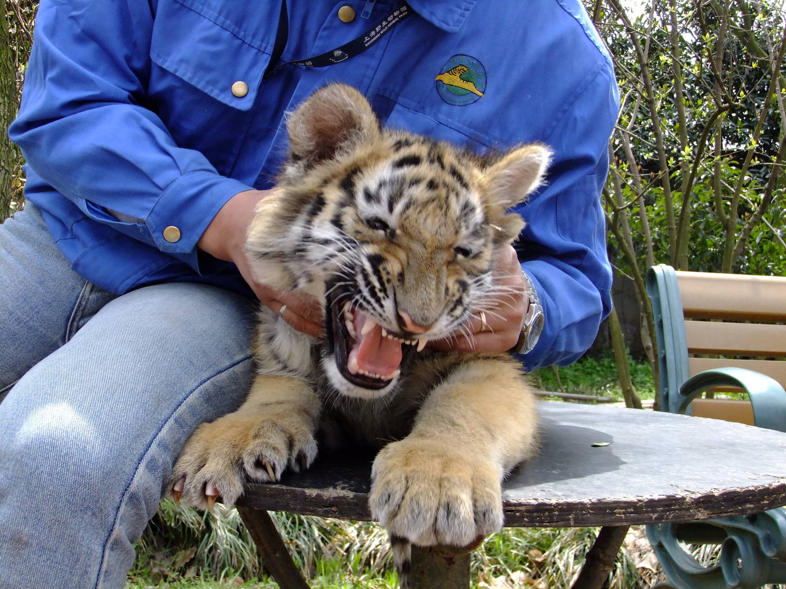Tiger Cub