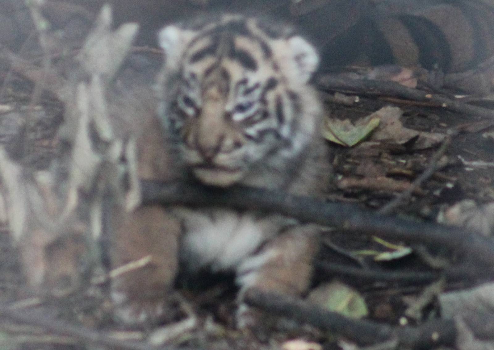 Tiger Cub