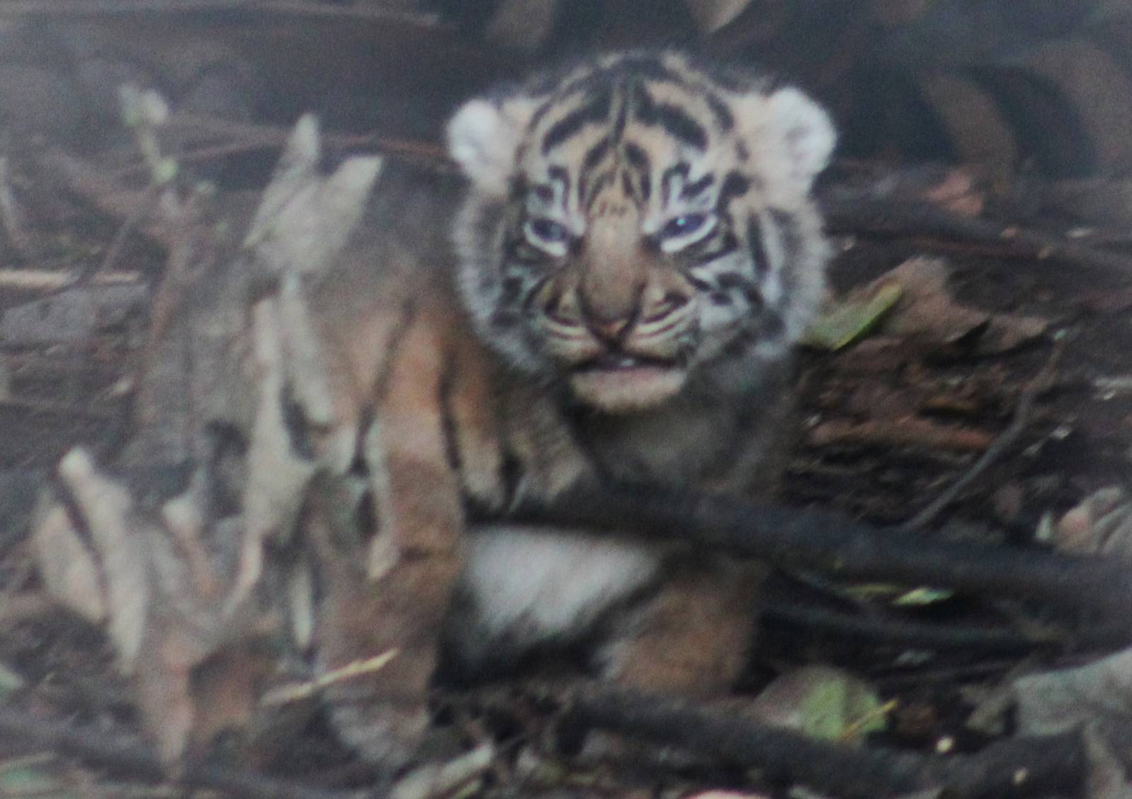 Tiger Cub