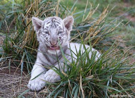 tiger cub