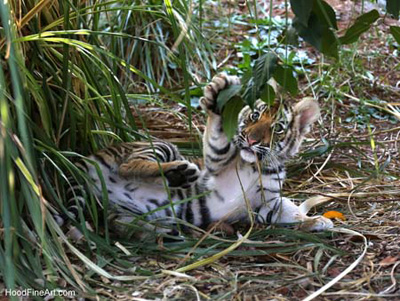 tiger cub