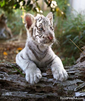 tiger cub