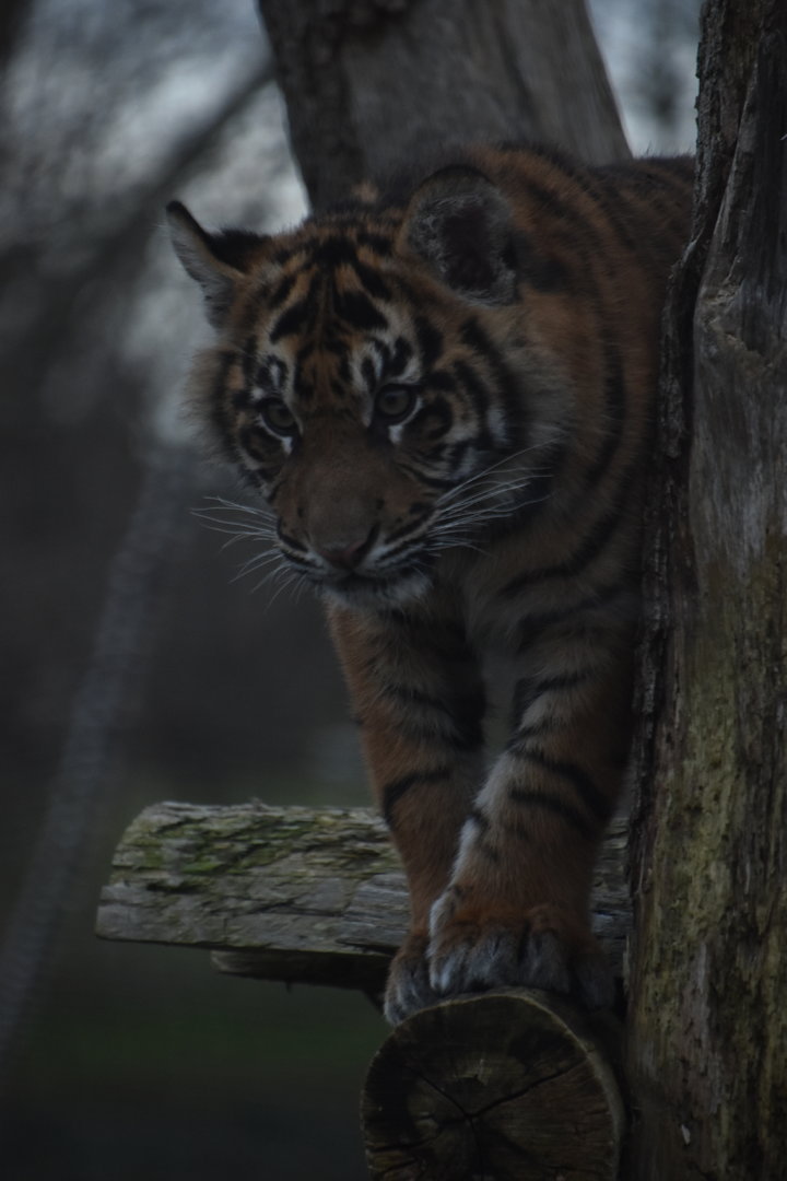 Tiger cub
