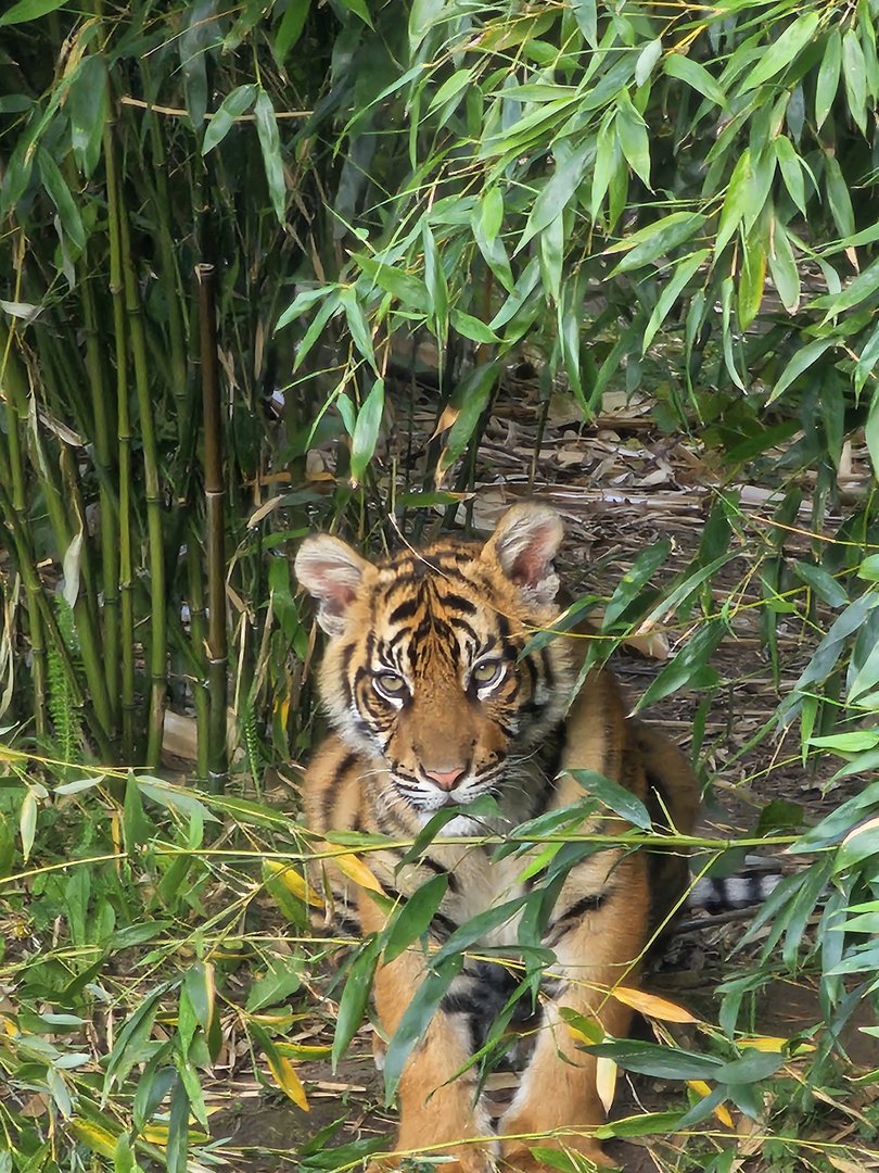 Tiger cub
