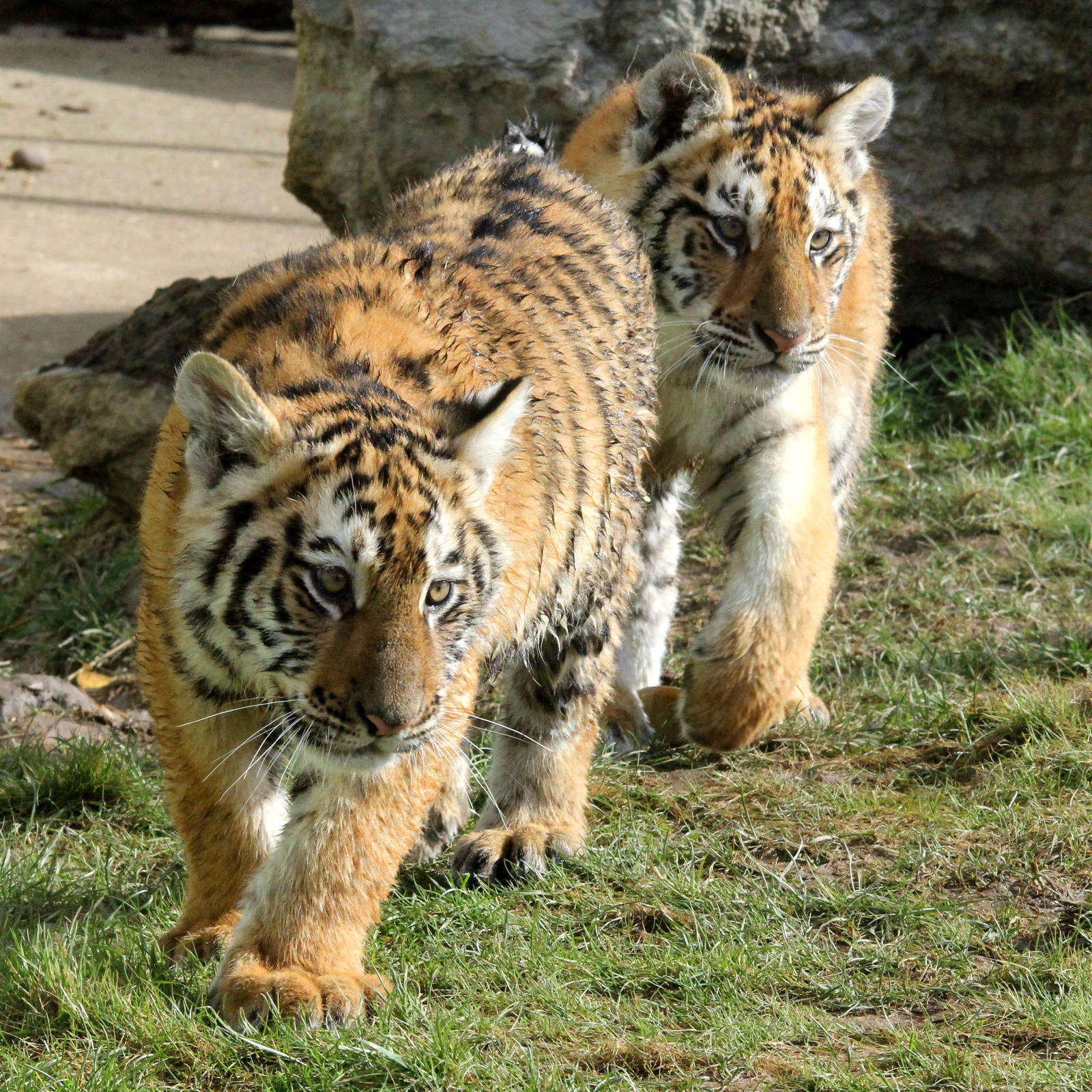 Tiger cubs. 2-4-15