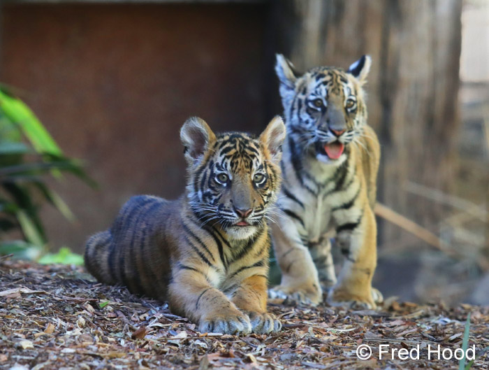 tiger cubs (2 races)