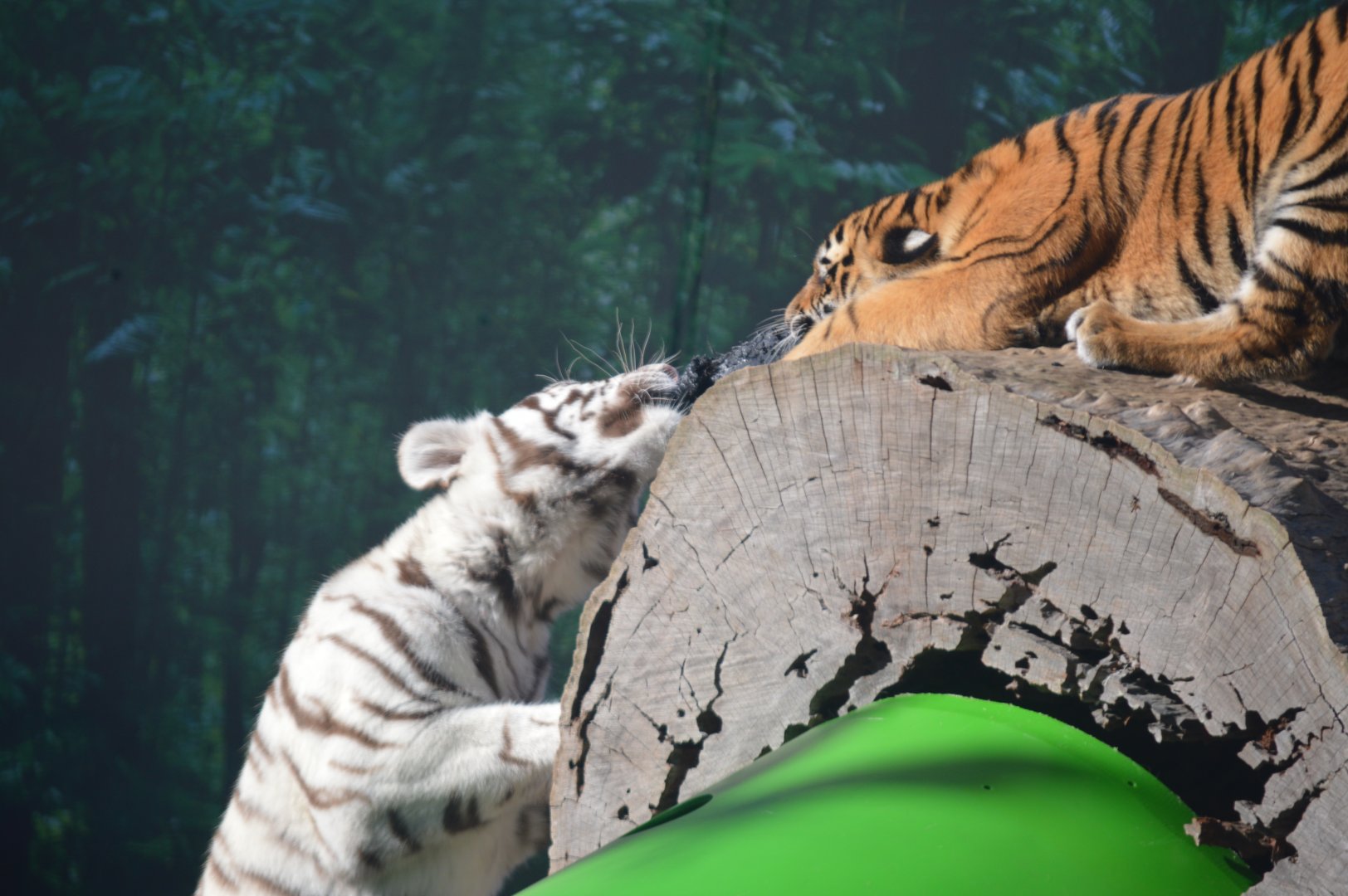 Tiger Cubs, 2016