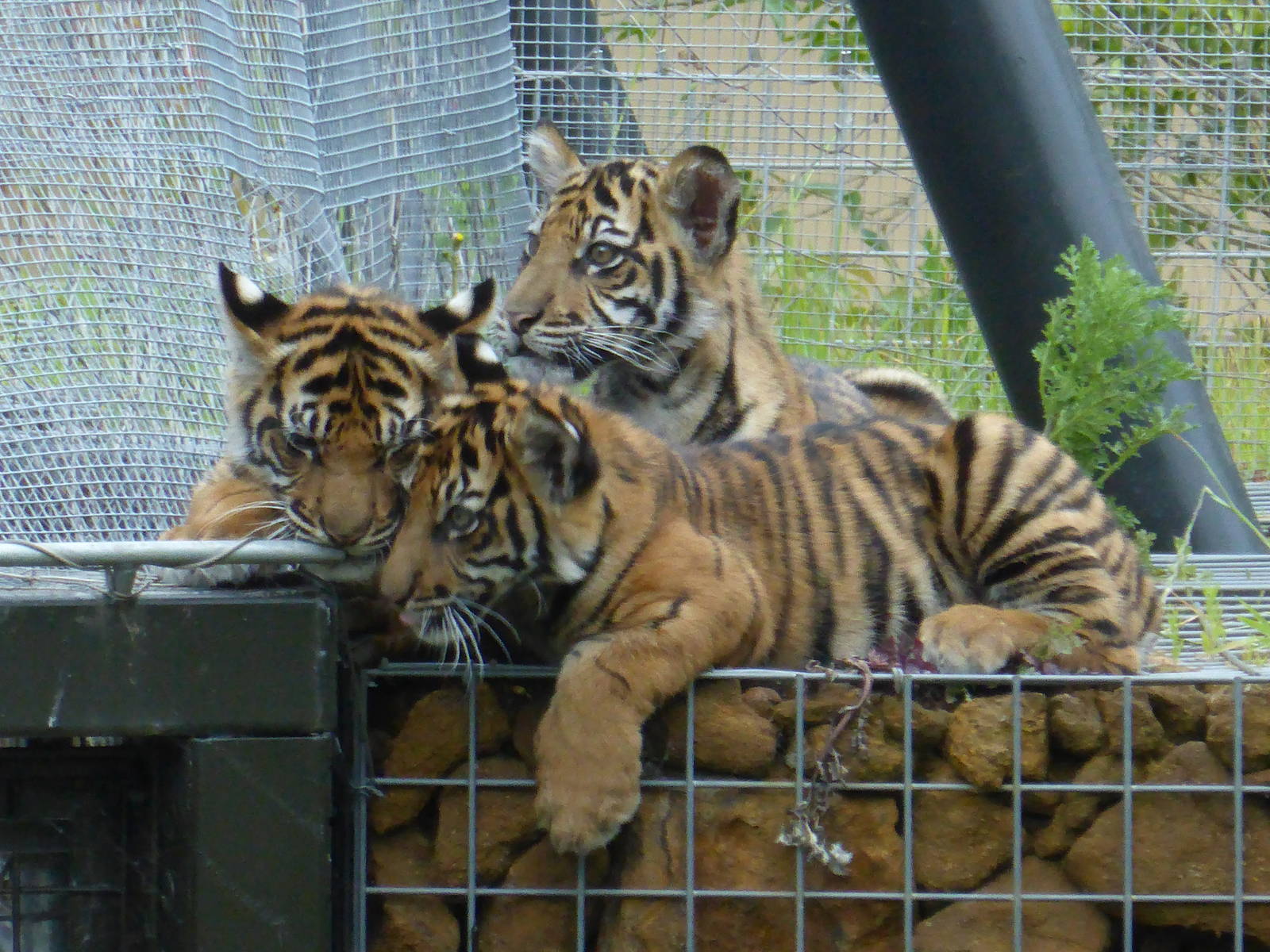 Tiger Cubs - 4 months