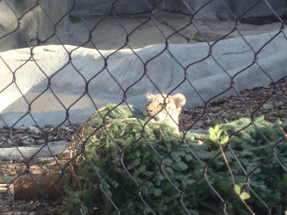 Tiger cubs and their Christmas Tree