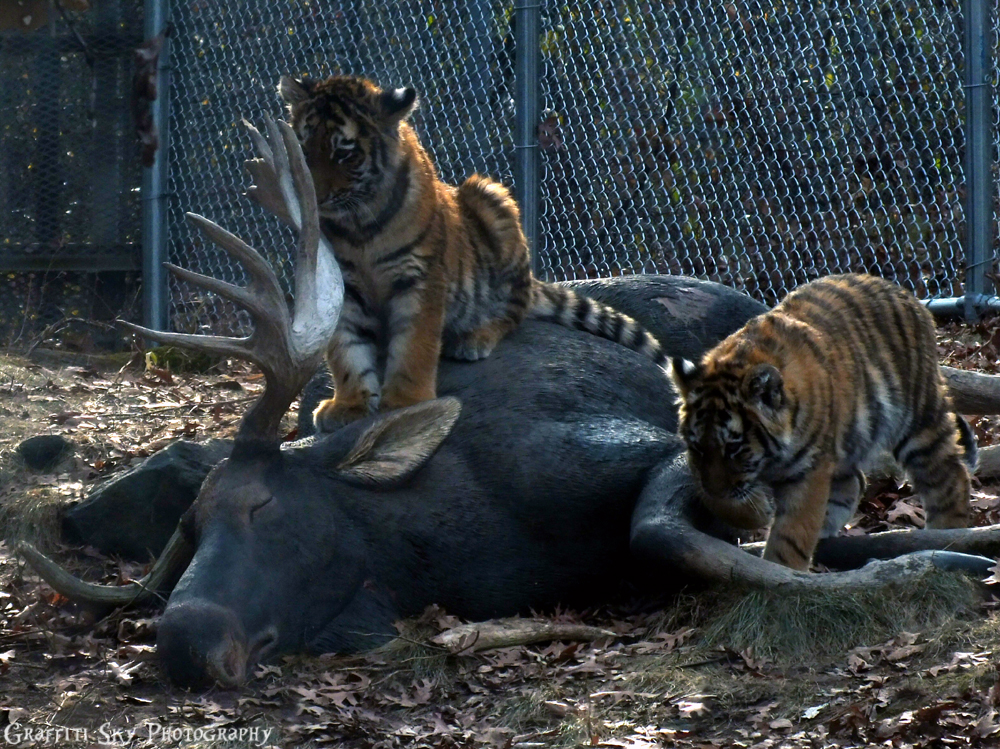 tiger cubs climb on fake moose in exhibit