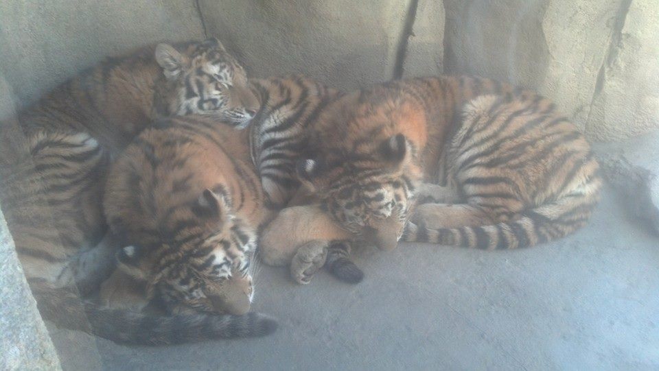 tiger cubs - December 2013