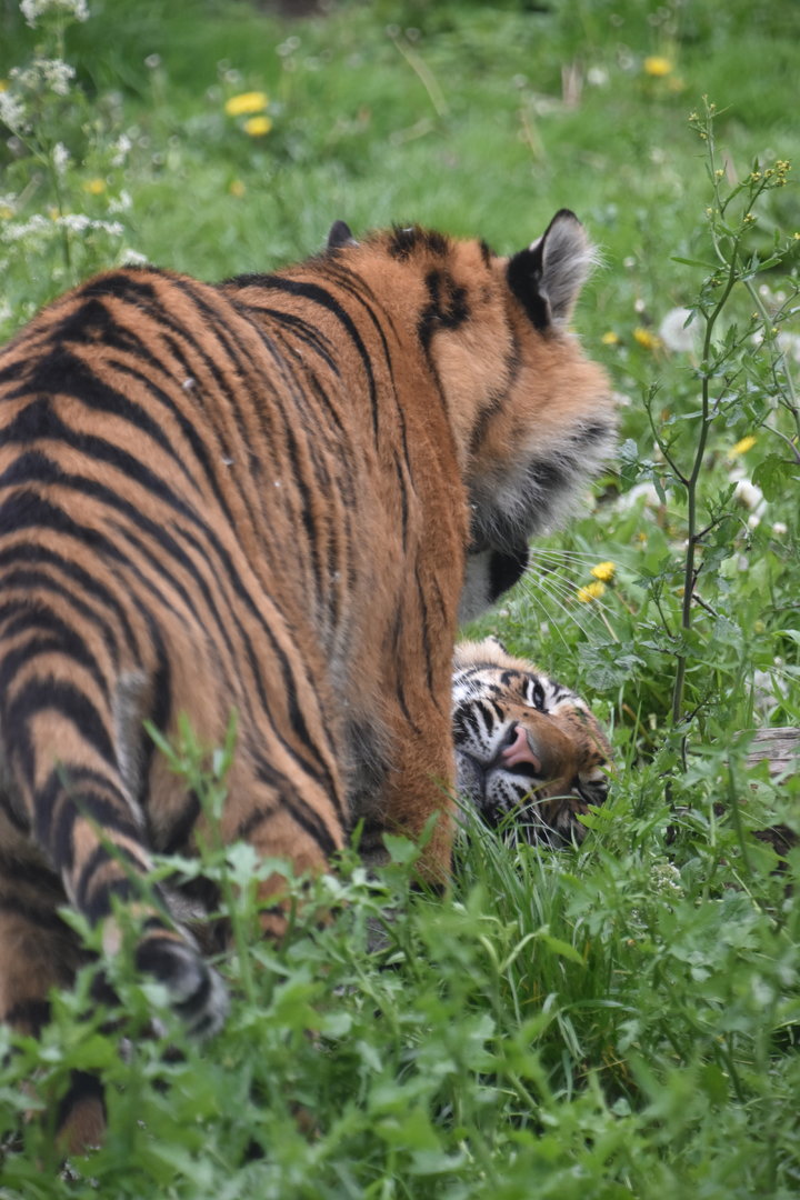 Tiger cubs fighting