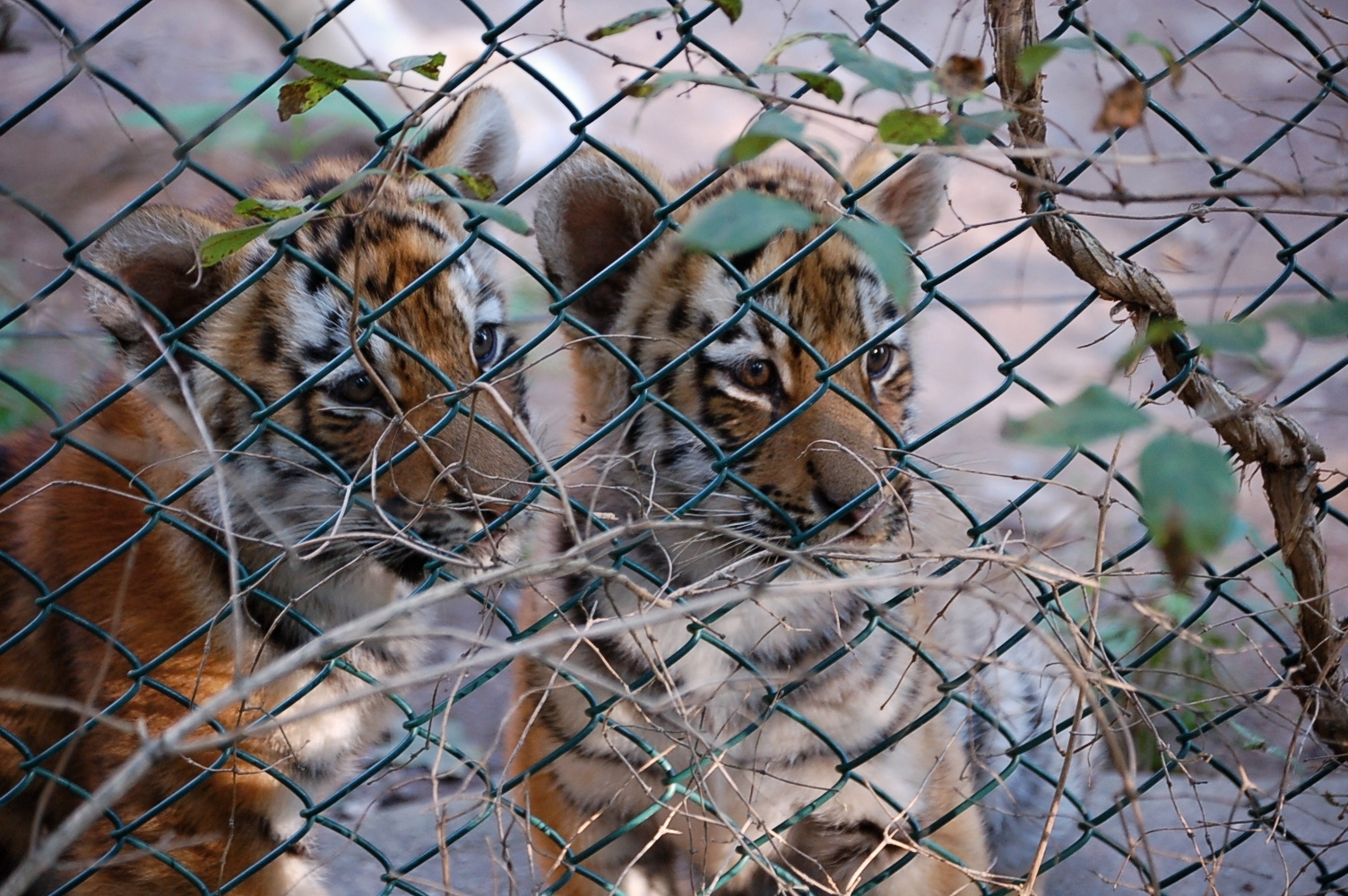 Tiger cubs in Pilsen Zoo