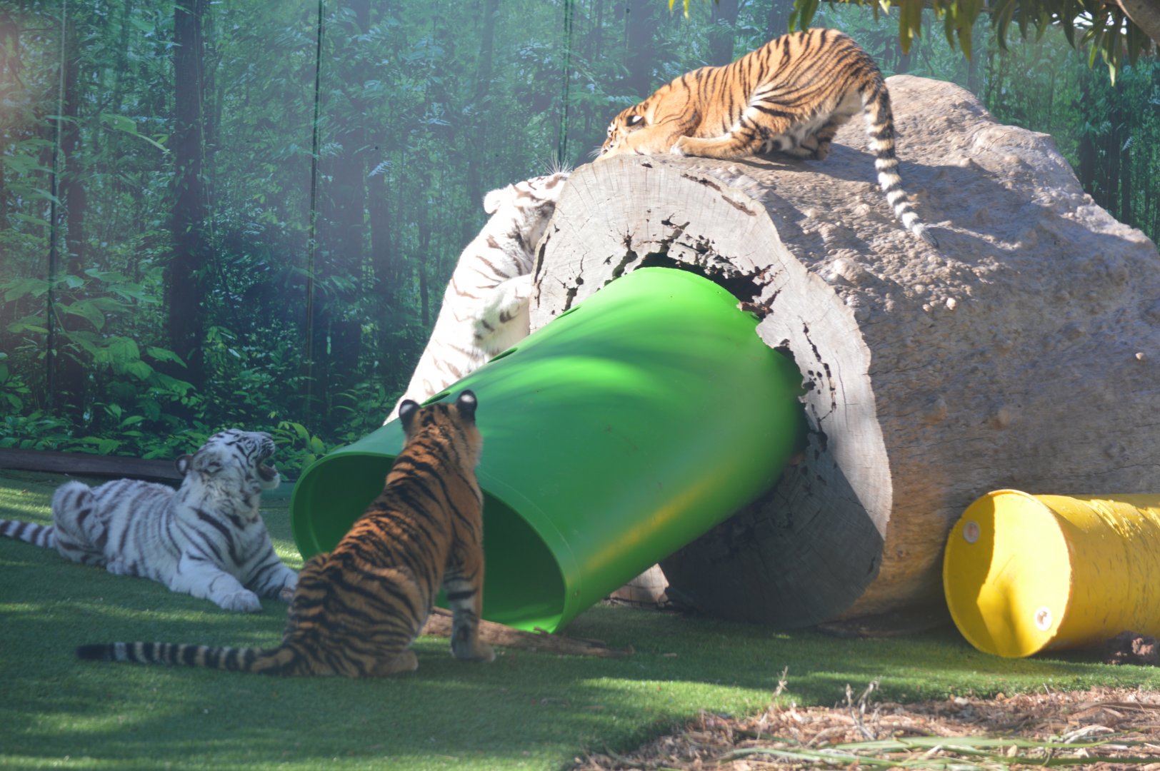 Tiger Cubs, Kiko, Kali, Adira and Akasha, 2016