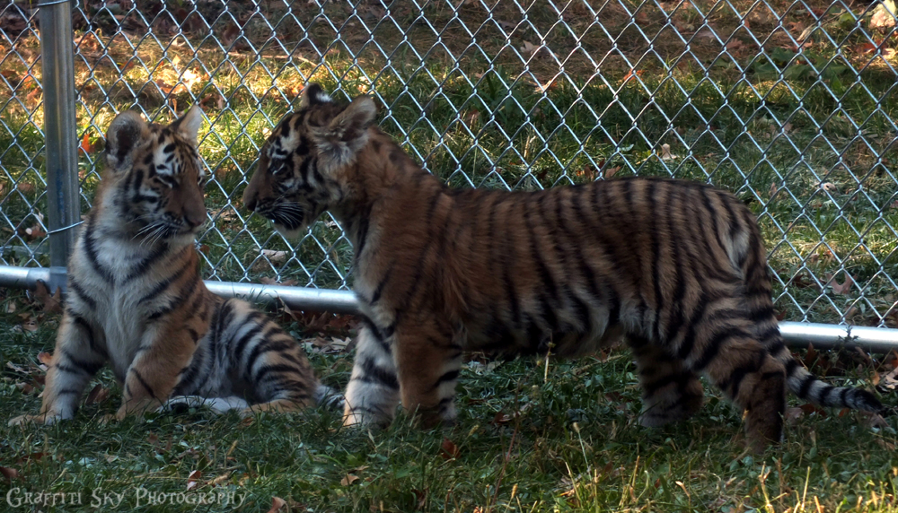 Tiger Cubs on exhibit