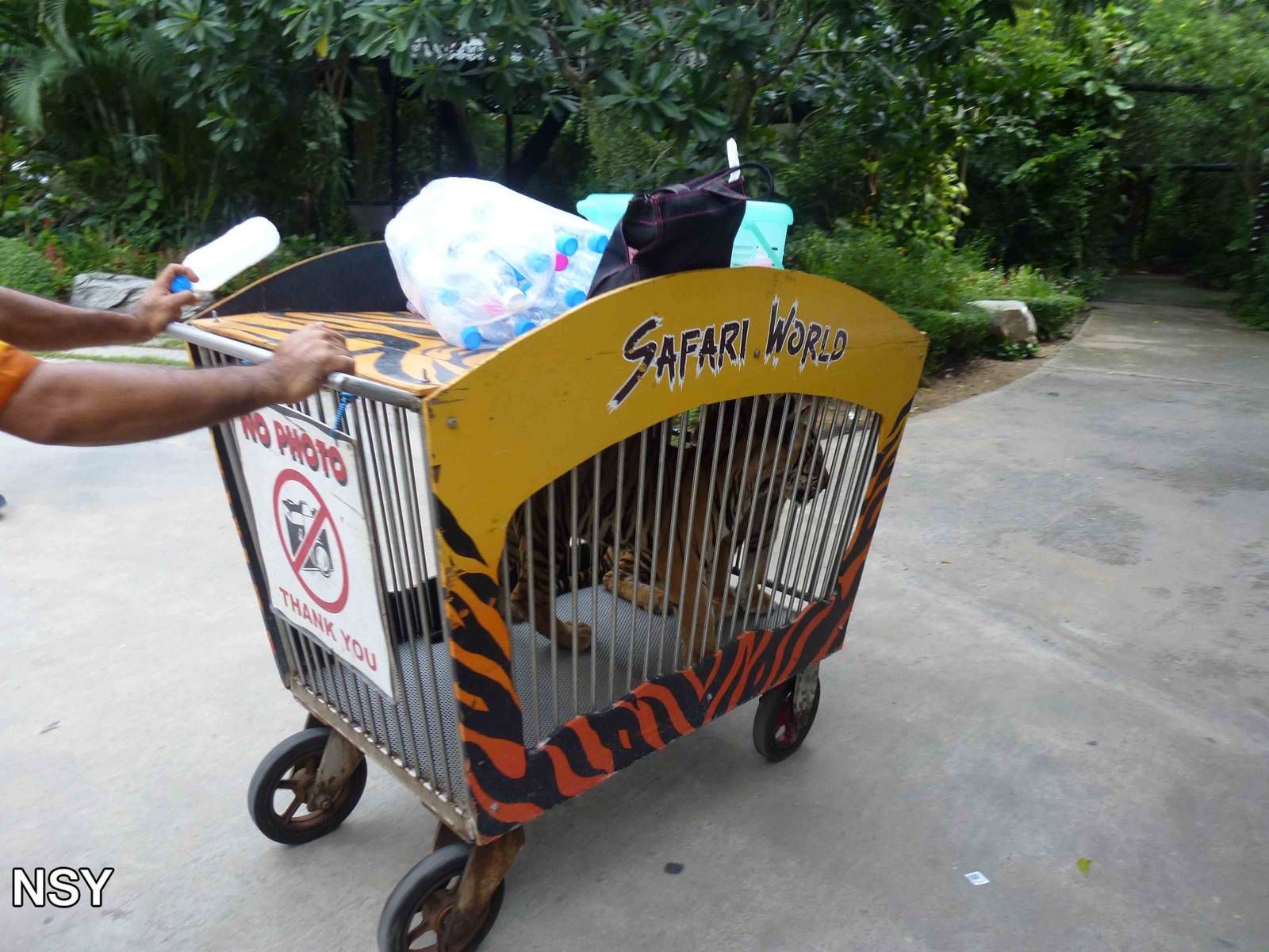 Tiger cubs - photo props, June 2013.