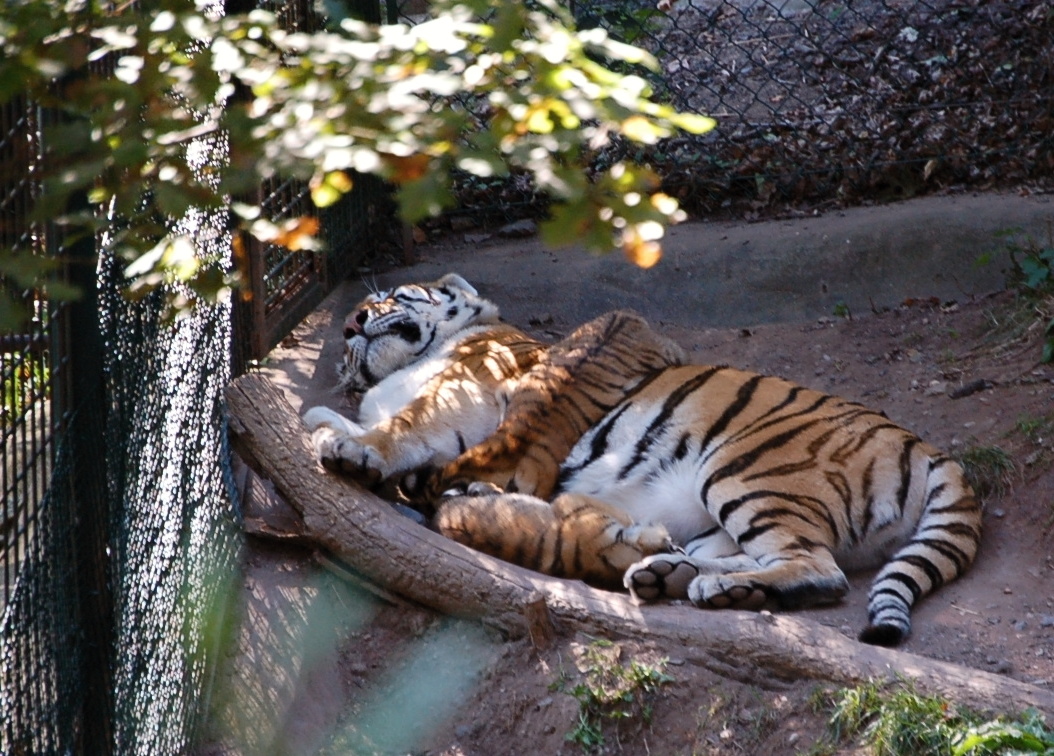 Tiger cubs sleeping with their mom - Pilsen Zoo