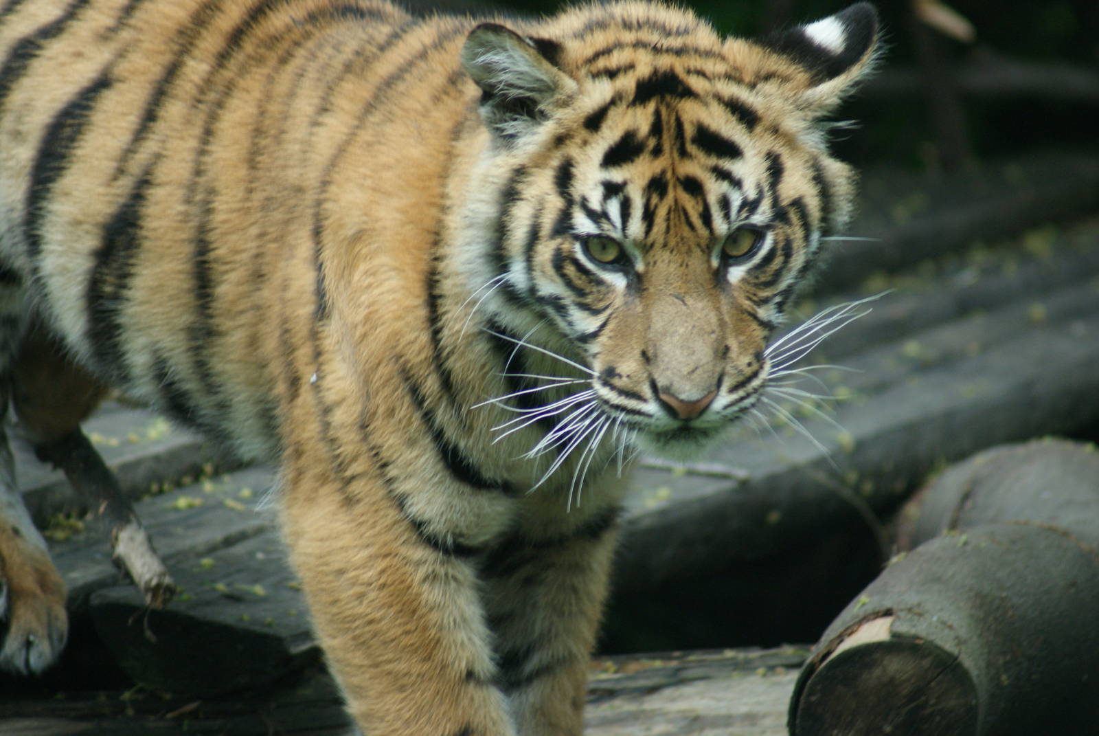 Tiger Cubs -  they have different markings above the right eye.  Can you he