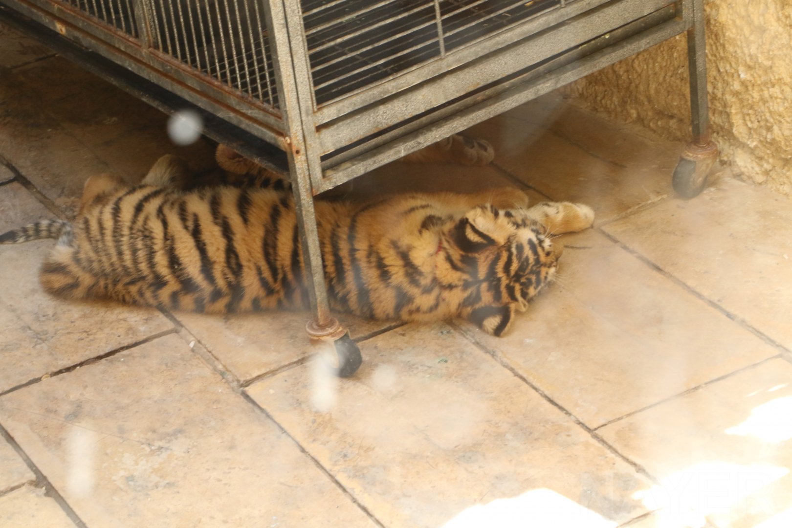 Tiger cubs - Wildlife Park Malta, June 2019