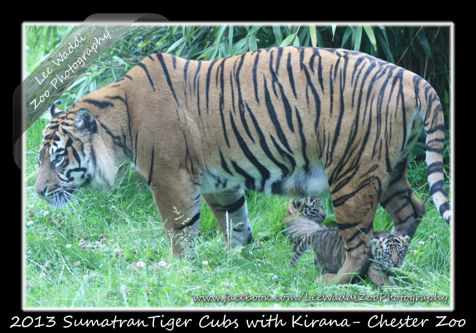 Tiger Cubs