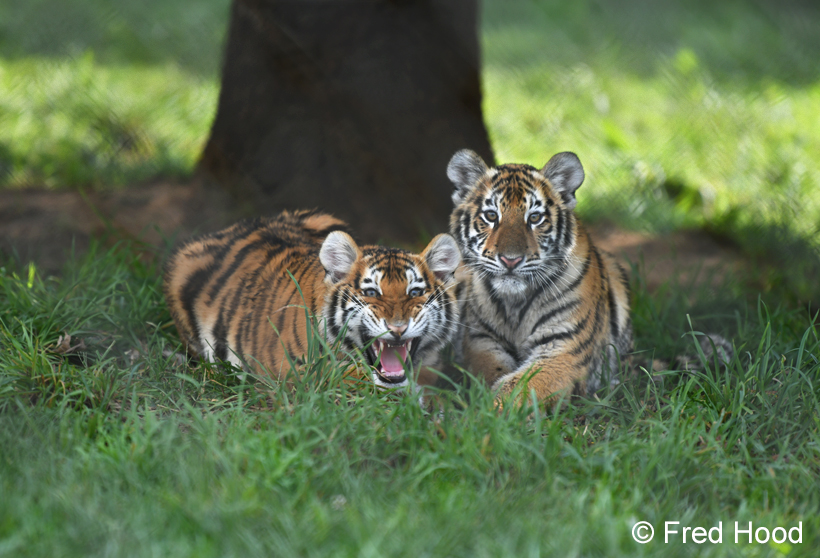 tiger cubs