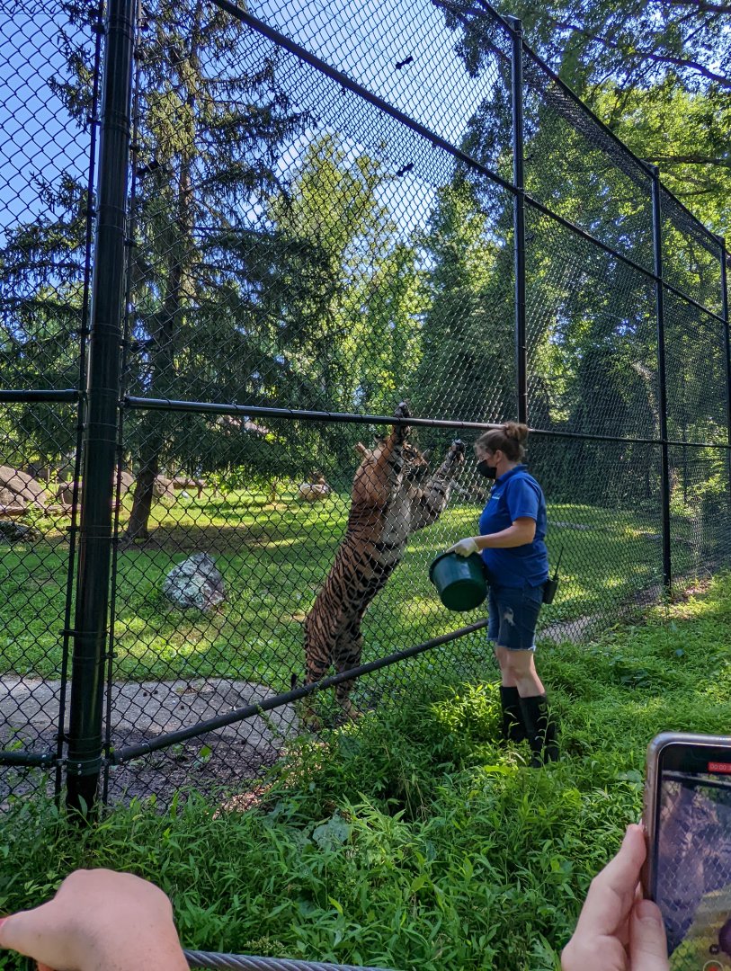Tiger demonstration at the Greensboro Science Center