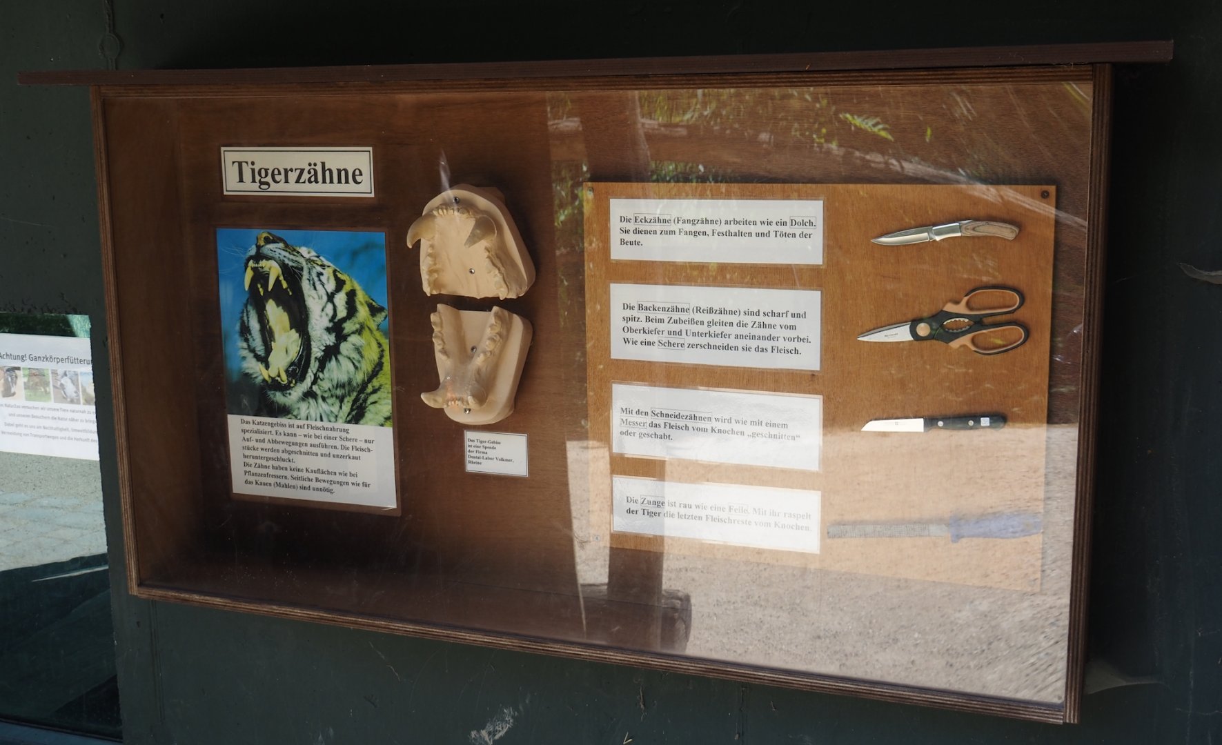 Tiger dentition signage, with comparison of function of different types of teeth to tools, 2025-05-22
