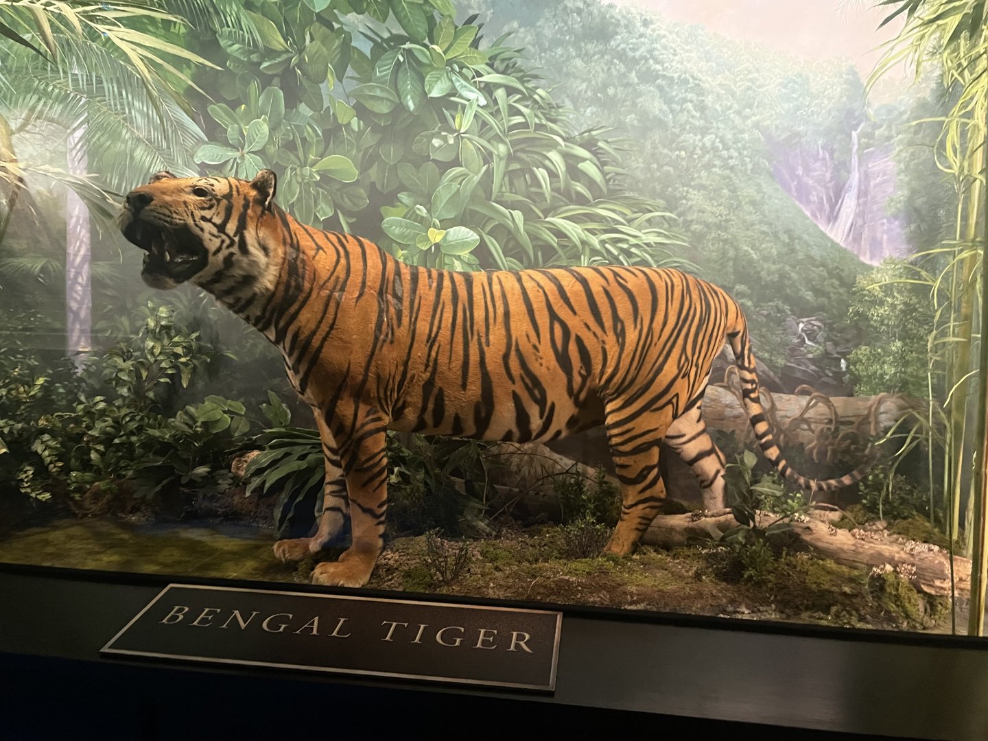 Tiger Diorama