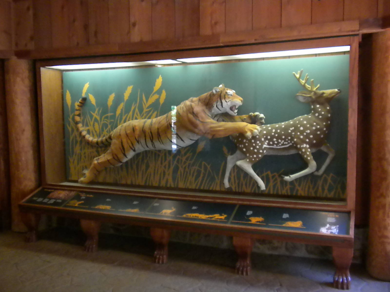 Tiger display