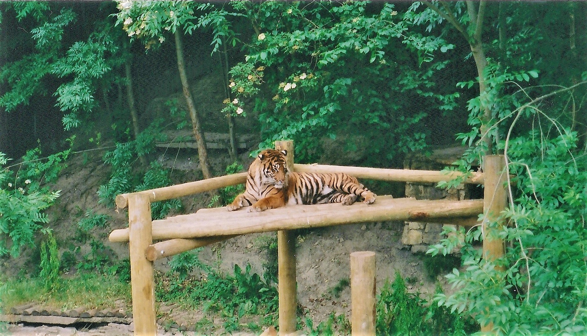 Tiger, Dudley, June 2002