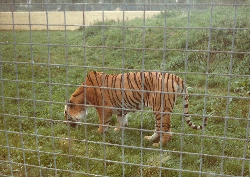 Tiger early 1980s