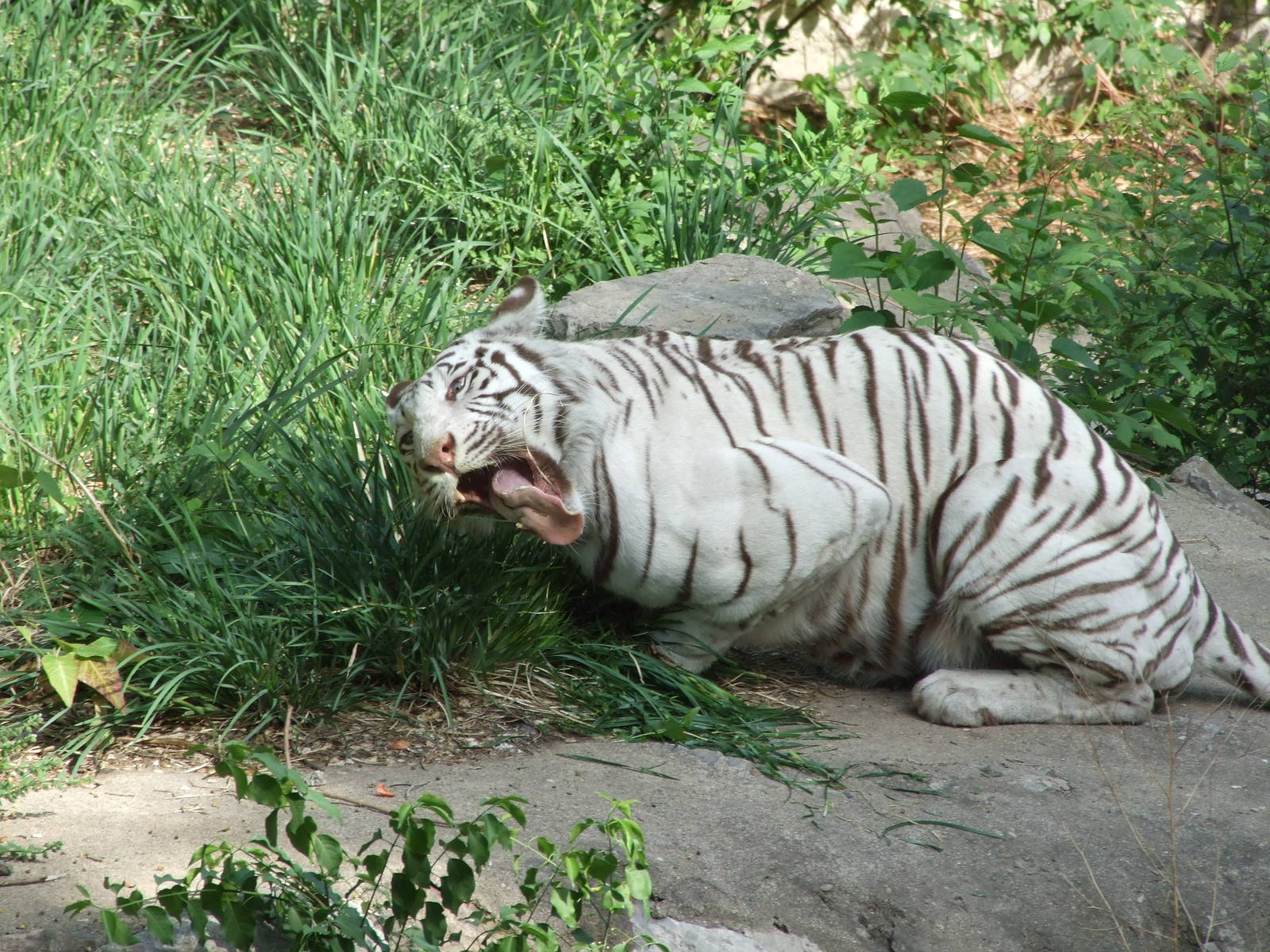 Tiger eating grass
