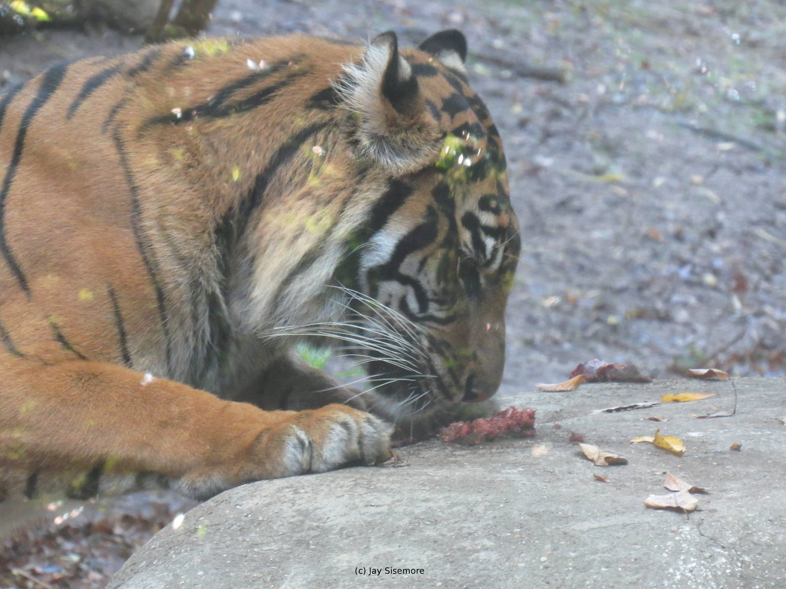 Tiger Eating